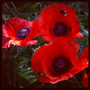 Poppies